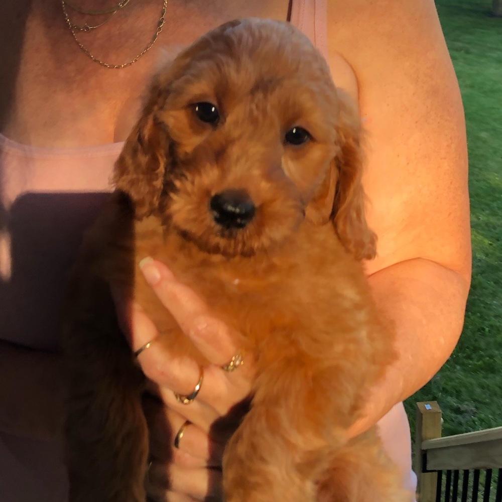 Meet your Posher, Cindy